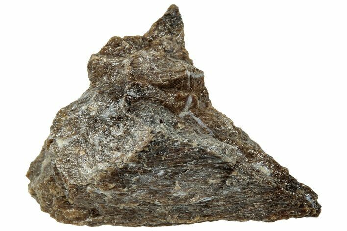 Fossil Tyrannosaur (T rex) Bone Section - Wyoming #314064